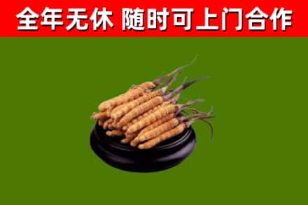 海州烟酒回收冬虫夏草.jpg